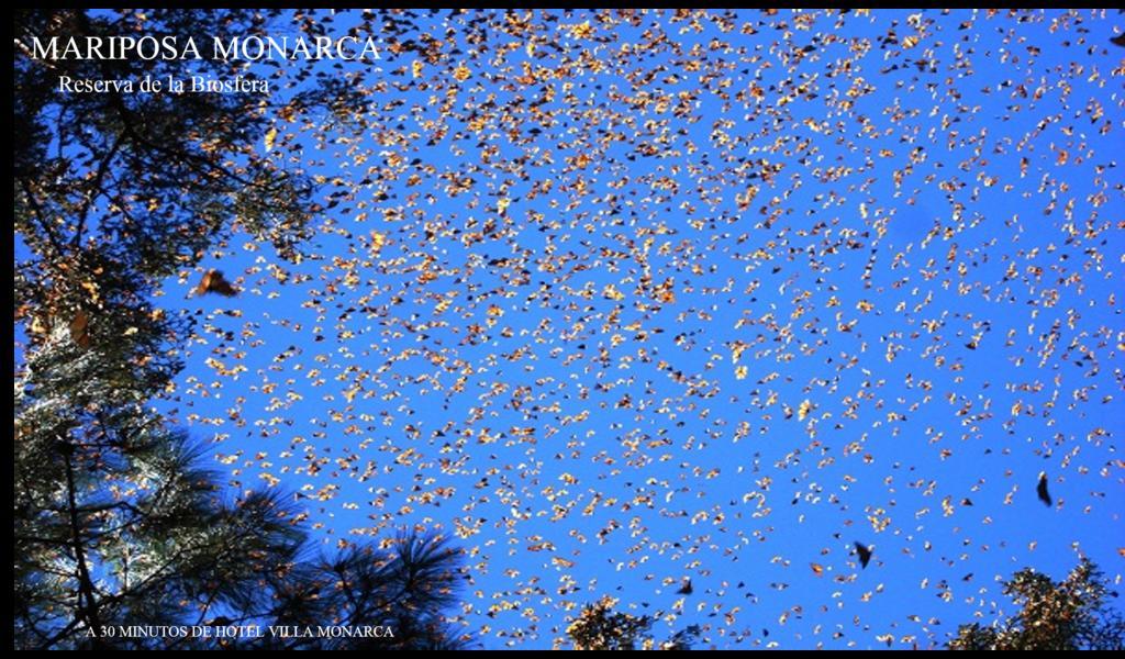 Hotel Villa Monarca Inn Zitácuaro エクステリア 写真